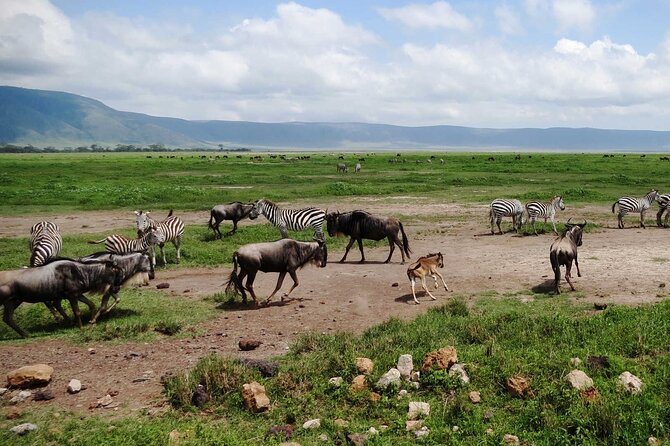 5 day 4 Nights Private Adventure Camping Norther Tanzania Safari - Day 2: An early Serengeti start and the road to Ngorongoro