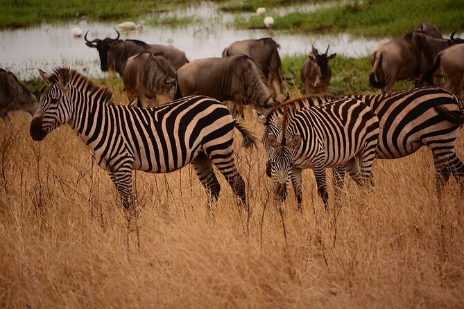 5 day 4 Nights Private Adventure Camping Norther Tanzania Safari - Guides, food, and the private vehicle