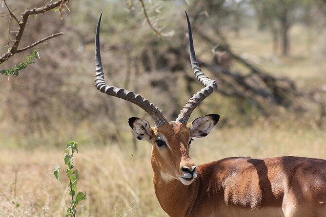 5 day 4 Nights Private Adventure Camping Norther Tanzania Safari - Camping comfort and what to pack mentally