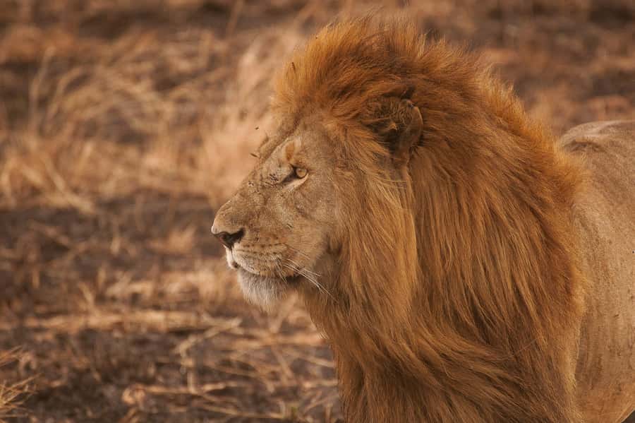 5-day Affordable Joint Group Safari (with Extra Activities) - What $1,360 buys you in northern Tanzania