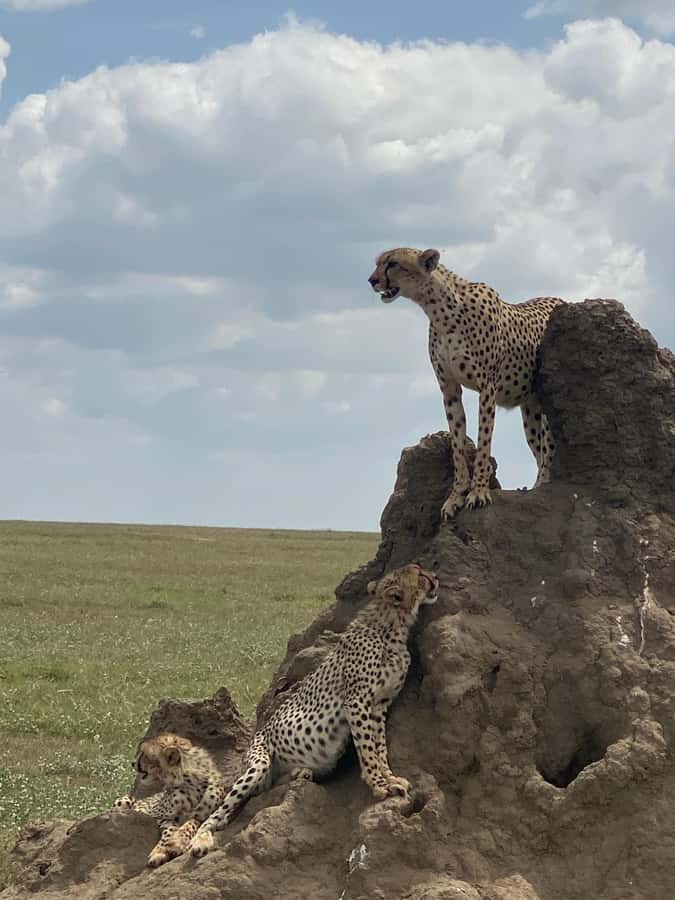 5-day Affordable Joint Group Safari (with Extra Activities) - Days 2 and 3: Two different looks at the Serengeti