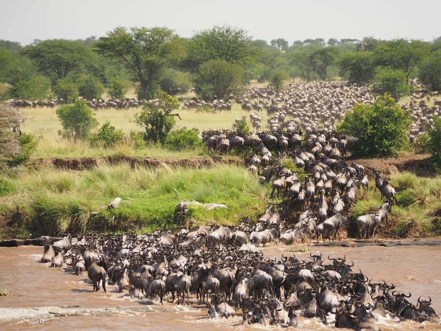 5-day Affordable Joint Group Safari (with Extra Activities) - Day 5: Materuni Waterfall, coffee and Chemka