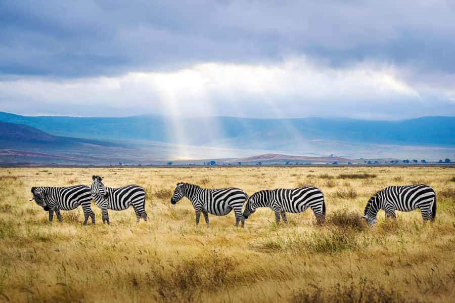 5-day Affordable Joint Group Safari (with Extra Activities) - Food, guiding and the feel of a shared safari