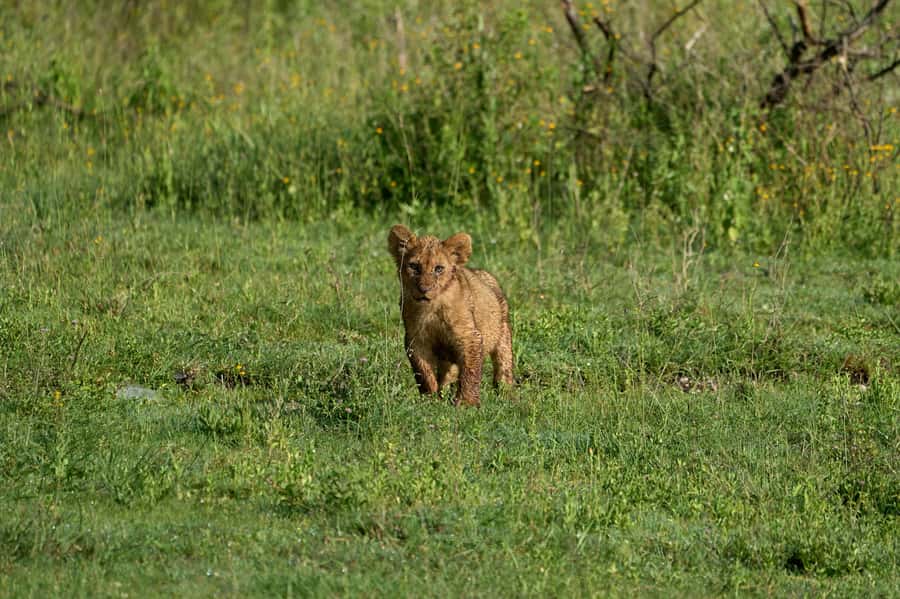 5-day Affordable Joint Group Safari (with Extra Activities) - Who will enjoy this five-day route most
