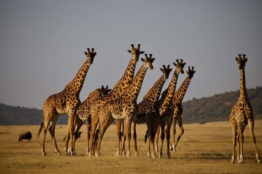 5-day Affordable Joint Group Safari (with Extra Activities) - Should you book this Tanzania safari?
