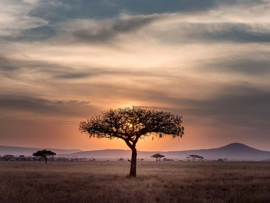 5-day Affordable Joint Group Safari (with Extra Activities) - Day 1: Tarangire’s elephants and baobabs
