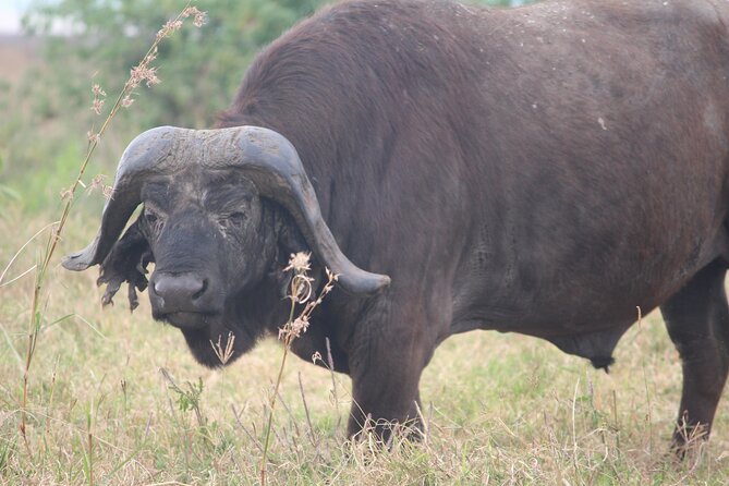 5-Day Highlights mid-Range Crater, Serengeti, Tarangire - Lake Manyara: flamingos, monkeys, and a different side of Tanzania