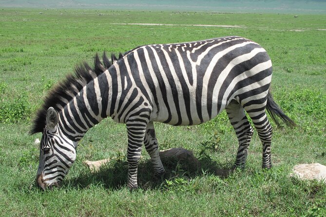 5-Day Lake Manyara, Serengeti, Ngorongoro Crater and Tarangire - Day 1: Lake Manyara’s forest and possible tree-climbing lions