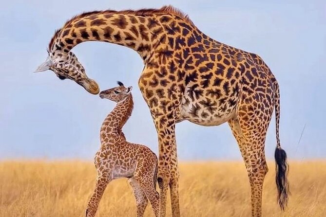 5-Day Lake Manyara, Serengeti, Ngorongoro Crater and Tarangire - Guide quality and the role of Solomon