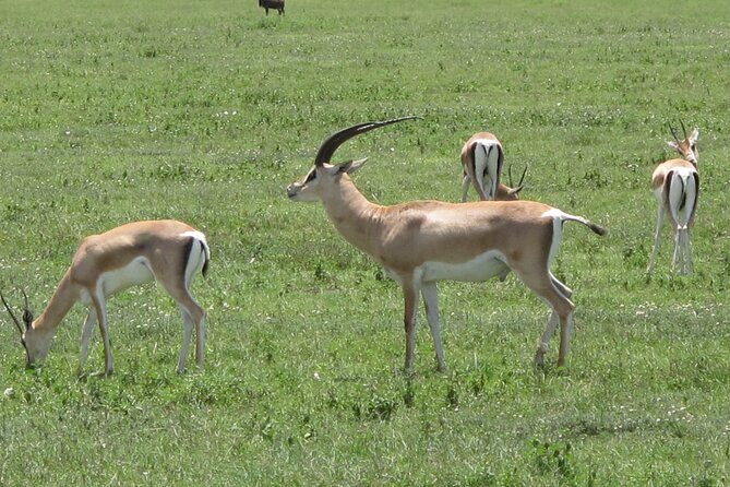 5-Day Lake Manyara, Serengeti, Ngorongoro Crater and Tarangire - Vehicle, meals, and group size