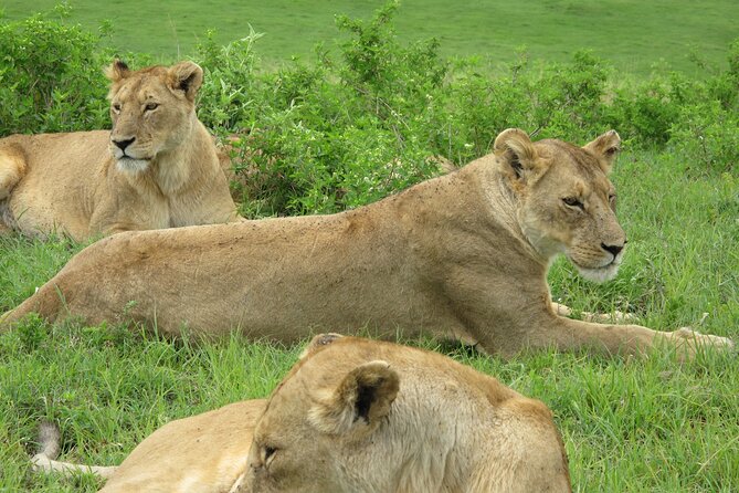 5-Day Lake Manyara, Serengeti, Ngorongoro Crater and Tarangire - Day 2: The long road into central Serengeti
