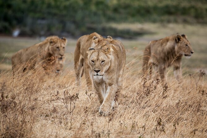 5-Day Majestic Tanzania Safari - High End All Inclusive - Day 1: Lake Manyara gives you a gentle start