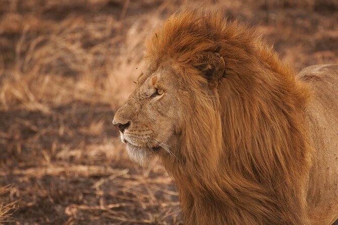 5-Day Majestic Tanzania Safari - High End All Inclusive - Day 3: A full day in Central Serengeti