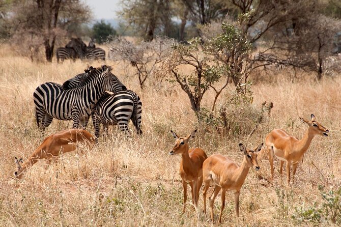 5-Day Mid-Range Safari in Tanzania - What the $2,271.80 price really buys