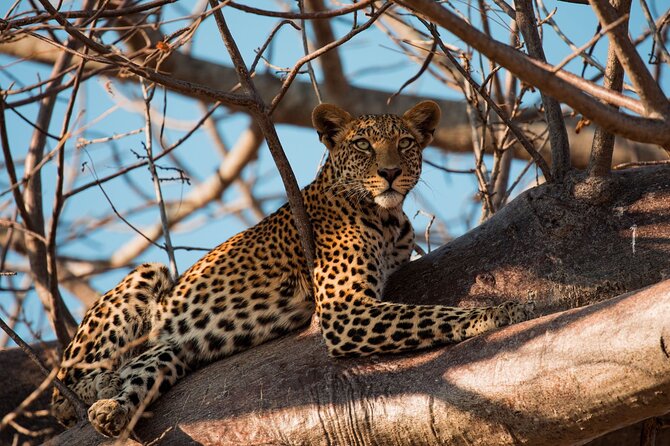 5-Day Mid-Range Safari in Tanzania - Tarangire’s elephants and ancient baobabs