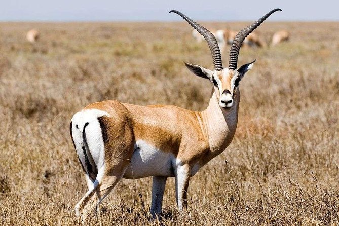 5 Day Mid range Tanzania Safari - What $2,600 buys you on safari