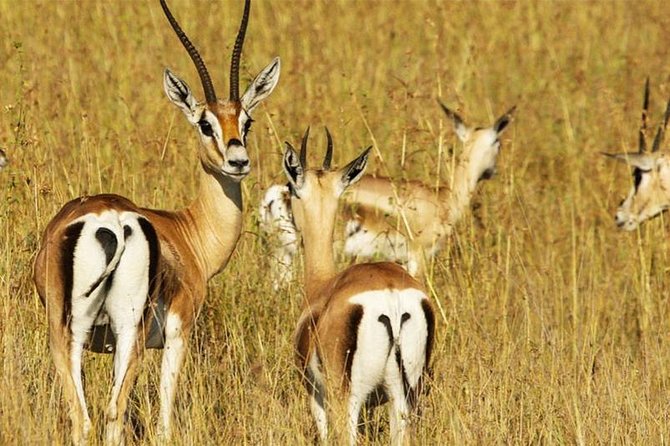 5 Day Mid range Tanzania Safari - Day 4: Olduvai Gorge and the crater highlands