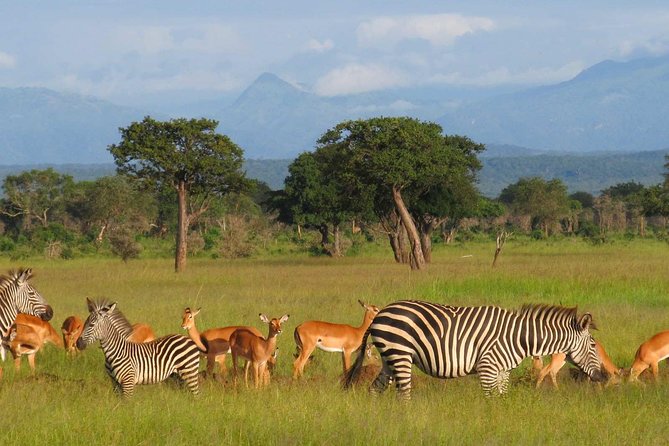 5-Day Mikumi & Ruaha Tanzania Wildlife Lodge Safari - Key points before you book