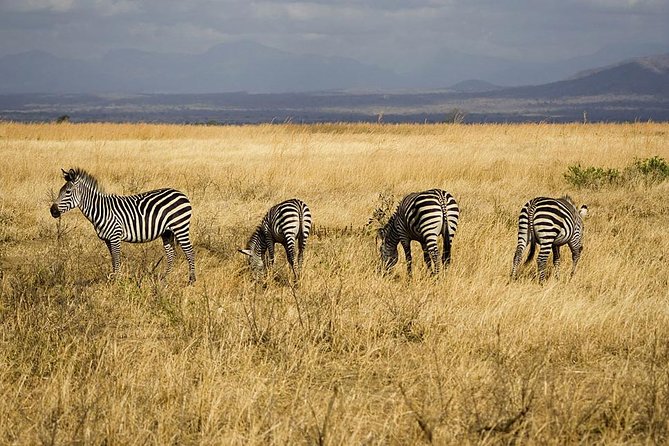 5-Day Mikumi & Ruaha Tanzania Wildlife Lodge Safari - Why Mikumi and Ruaha make a strong southern circuit
