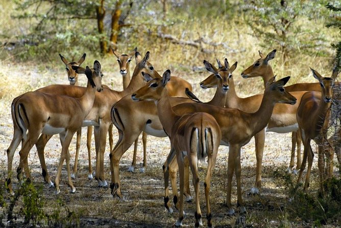 5-Day Mikumi & Ruaha Tanzania Wildlife Lodge Safari - What the $1,700 price really covers