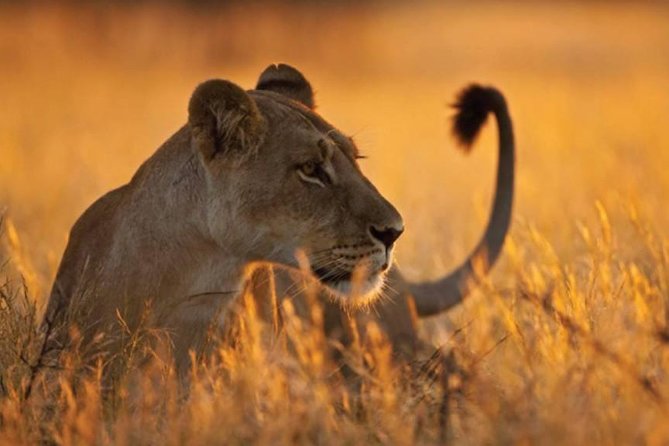 5-Day Mikumi & Ruaha Tanzania Wildlife Lodge Safari - Guides, comfort, and the practical side of the trip
