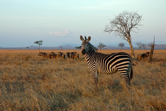 5-Day Mikumi & Ruaha Tanzania Wildlife Lodge Safari - Day one: Mikumi’s first game drive