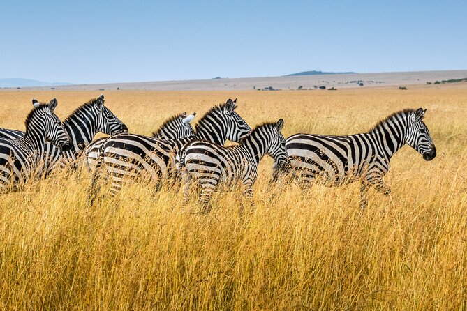 5-Day Ngorongoro Crater and Lake Manyara Safari from Arusha - Day 2: The long road into the Serengeti