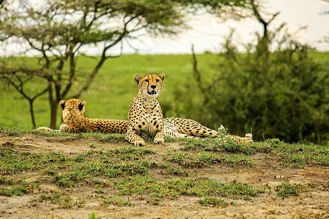 5-Day Ngorongoro Crater and Lake Manyara Safari from Arusha - Day 4: Six hours inside Ngorongoro Crater