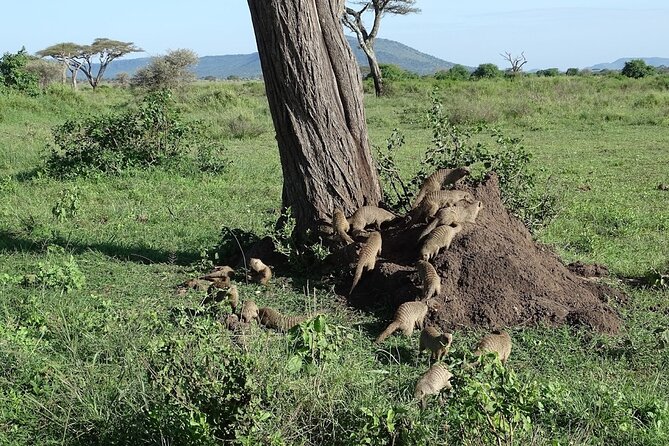 5-Day Ngorongoro Crater and Lake Manyara Safari from Arusha - Day 5: Lake Manyara’s forest and flamingoes