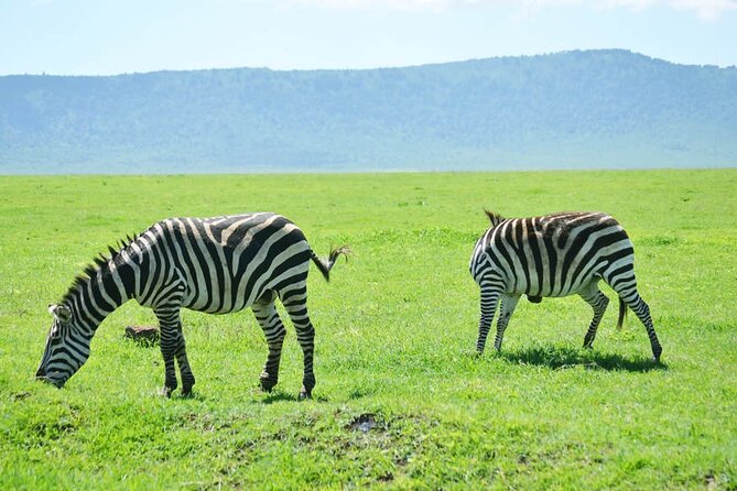 5-Day Ngorongoro Crater and Lake Manyara Safari from Arusha - Camping, food, and comfort