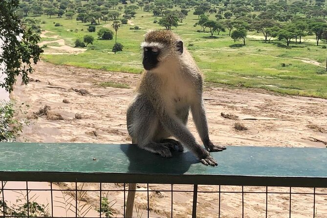 5-Day Ngorongoro Crater and Lake Manyara Safari from Arusha - Guides, organization, and group size