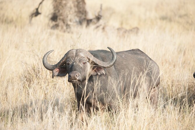 5-Day private Camping Safari Tour in Tanzania - Day 4: Early Serengeti sightings and the road to Ngorongoro