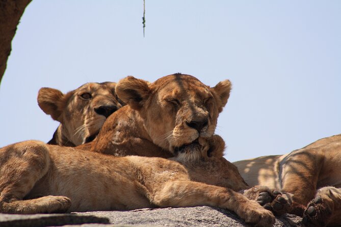 5-Day private Camping Safari Tour in Tanzania - Is $2,300 per person good value?