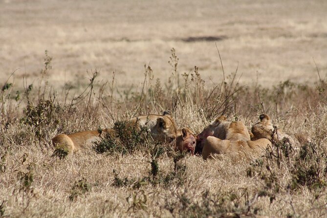 5-Day private Camping Safari Tour in Tanzania - Day 2: Crossing toward the Serengeti
