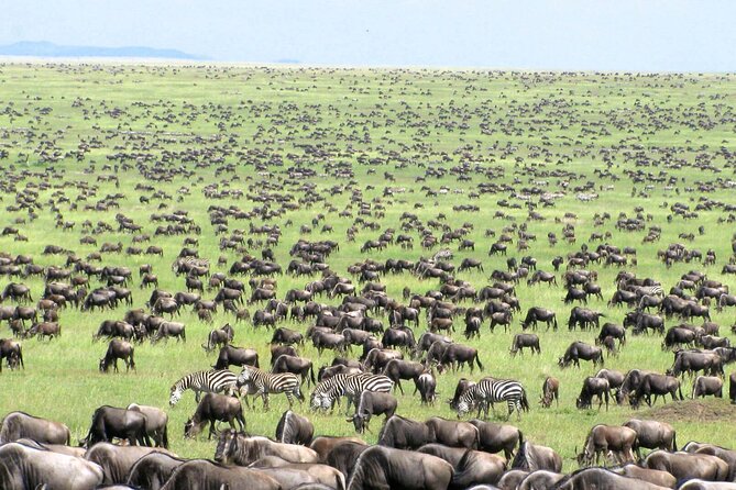 5 Day Private Guided Wildebeest Migration Tour - Guides, driving, and the private format