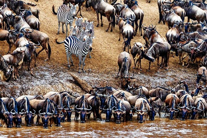 5 Day Private Guided Wildebeest Migration Tour - Day 2: Down into the Ngorongoro Crater