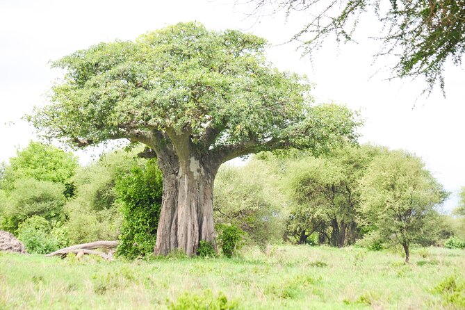 5 Day Private Lodge & Camping Tour of Tarangire, Serengeti & Ngorongoro Crater - Day 5: Ngorongoro Crater’s concentrated wildlife
