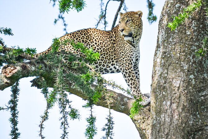 5 Day Private Lodge & Camping Tour of Tarangire, Serengeti & Ngorongoro Crater - Guides are a major part of the value