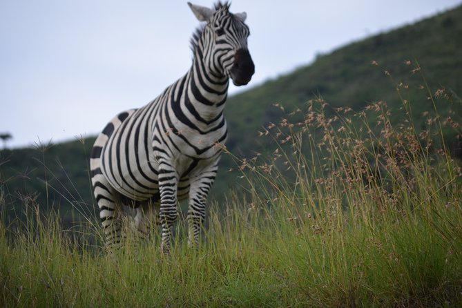 5 Day Private Lodge & Camping Tour of Tarangire, Serengeti & Ngorongoro Crater - Day 2: The long road into the Serengeti
