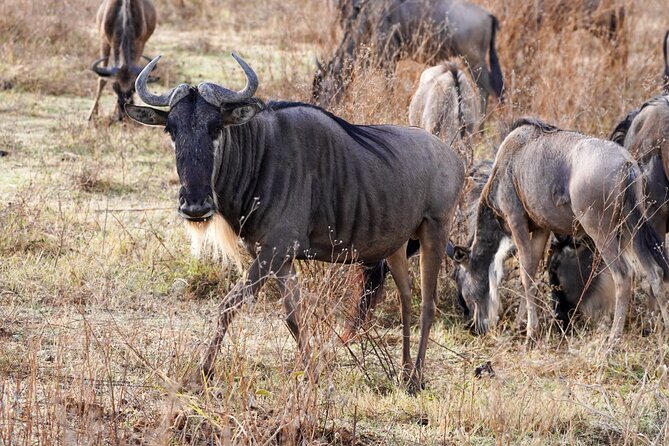 5-Day Private midrange Tour in Arusha with Airport Pickup - Day 3: Crossing the highlands into the Serengeti