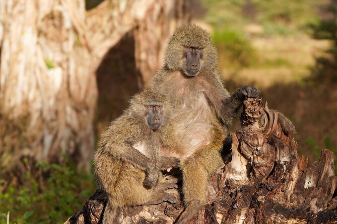 5-Day Private midrange Tour in Arusha with Airport Pickup - Day 4: A long Serengeti morning, then Ngorongoro