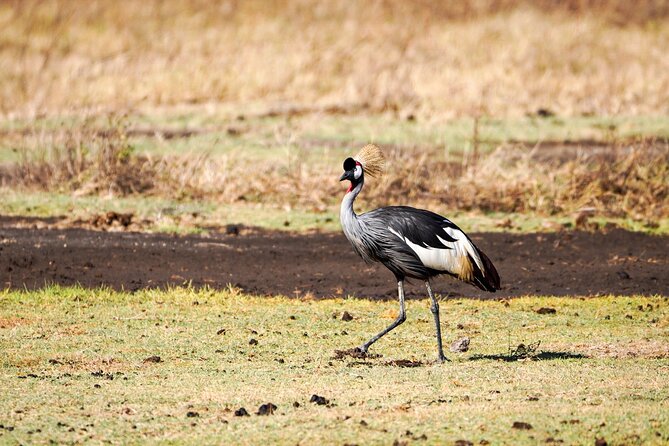 5-Day Private midrange Tour in Arusha with Airport Pickup - Day 5: Ngorongoro Crater and the final wildlife push