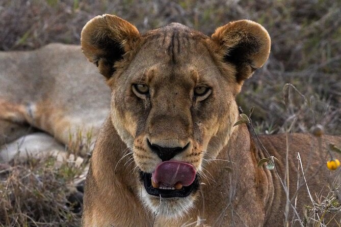 5-Day Private midrange Tour in Arusha with Airport Pickup - What the private guide adds