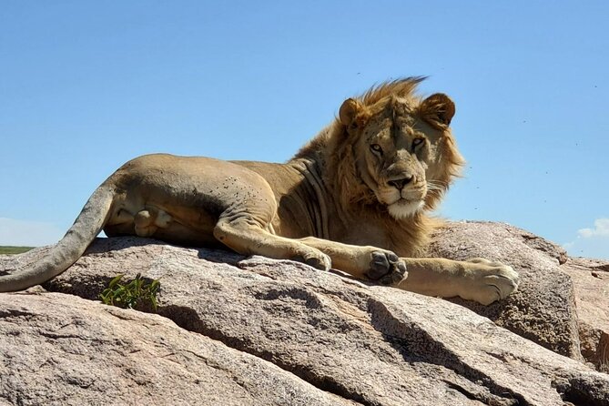 5-Day Private Safari in The Serengeti with Accommodation - Day 4: Ngorongoro Crater and concentrated wildlife