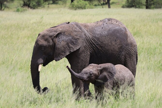 5-Day Private Safari in The Serengeti with Accommodation - Day 5: Elephants and birds in Tarangire
