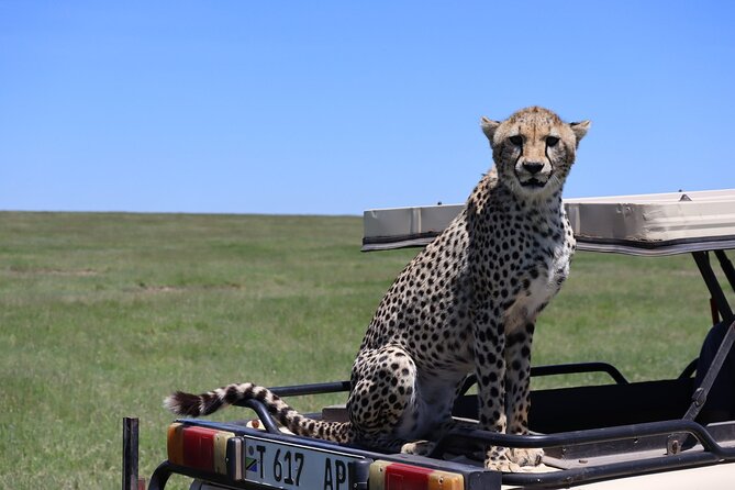 5-Day Private Safari in The Serengeti with Accommodation - What the $2,700 price delivers