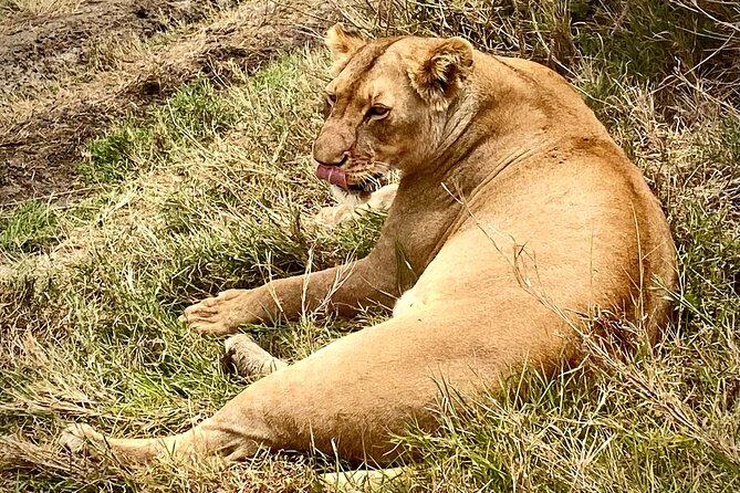 5-Day Private Safari in The Serengeti with Accommodation - The private format, meals, and practical rhythm
