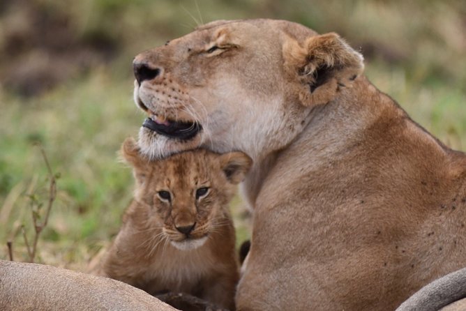 5-Day Private Safari Tour in Northern Tanzania - Key things to know before booking