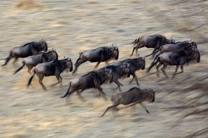 5-Day Private Safari Tour in Northern Tanzania - Day 5: Ngorongoro Crater before the return to Arusha
