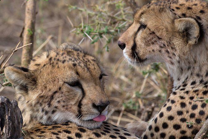 5-Day Private Safari Tour in Northern Tanzania - Day 1: Tarangire’s elephants and baobab country